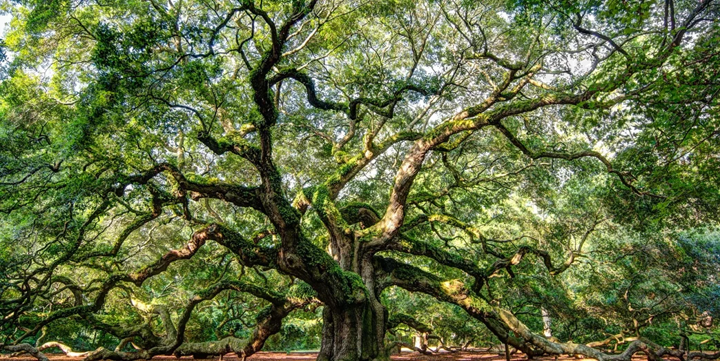 Any Time Tree Specialist Hero