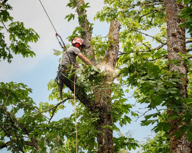 Any Time Tree Specialist b