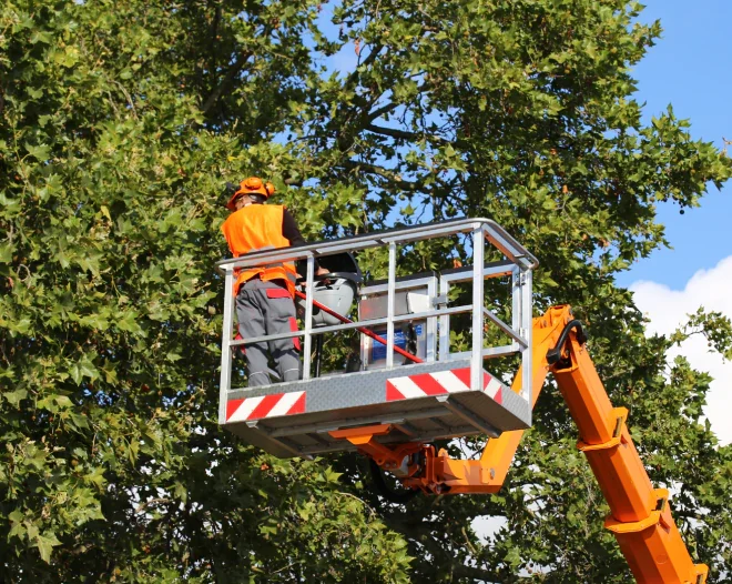 Any Time Tree Specialist c