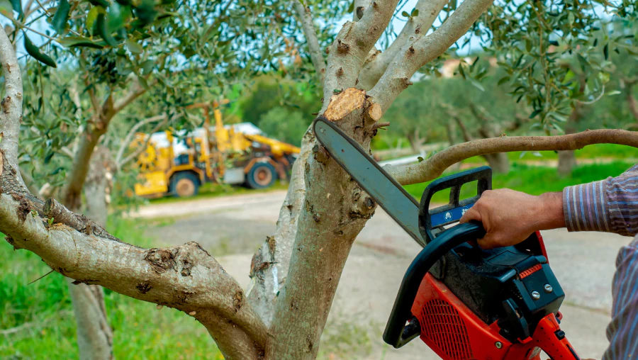 Tree Trimming & Pruning 2 Tree Trimming & Pruning 2