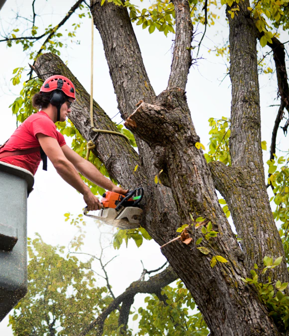 Tree Trimming & Pruning